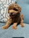 Goldendoodle Puppies for sale in Montrose, MI 48457, USA. price: NA