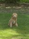Goldendoodle Puppies for sale in Boardman, OH, USA. price: NA