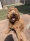Goldendoodle Puppies for sale in Altoona, IA, USA. price: $400