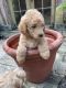 Goldendoodle Puppies for sale in 68 Squire Cummings Trail, Arkadelphia, AR 71923, USA. price: NA