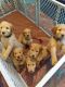 Goldendoodle Puppies for sale in Maiden, NC, USA. price: NA