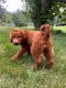 Goldendoodle Puppies for sale in Hopewell Junction, NY 12533, USA. price: NA