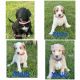 Goldendoodle Puppies for sale in Longview, TX, USA. price: $2,000