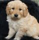 Goldendoodle Puppies for sale in Clearwater, MN, USA. price: NA
