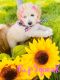 Goldendoodle Puppies for sale in Sacramento, CA, USA. price: $1,500