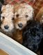 Goldendoodle Puppies for sale in Gardner, KS 66030, USA. price: NA