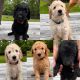 Goldendoodle Puppies for sale in Gray, GA 31032, USA. price: $1,200