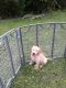 Goldendoodle Puppies for sale in Sumter, SC, USA. price: $800
