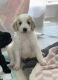 Goldendoodle Puppies for sale in Braselton, GA, USA. price: NA