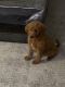 Goldendoodle Puppies for sale in Shelby Twp, MI, USA. price: $2,500