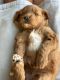 Goldendoodle Puppies for sale in Beach City, OH 44608, USA. price: NA