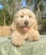 Goldendoodle Puppies for sale in Orlando, FL, USA. price: $1,200