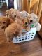 Goldendoodle Puppies for sale in Kettering, OH, USA. price: NA