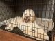 Goldendoodle Puppies for sale in Morrisville, NC 27560, USA. price: $500