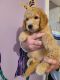 Goldendoodle Puppies for sale in San Diego, CA, USA. price: $1,500