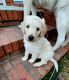 Goldendoodle Puppies for sale in Florence, SC, USA. price: $1,500