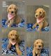 Goldendoodle Puppies for sale in Franklin, OH 45005, USA. price: NA