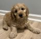Goldendoodle Puppies for sale in Louisville, KY, USA. price: $1,800