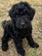 Goldendoodle Puppies for sale in Blanchard, MI 49310, USA. price: NA