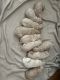 Goldendoodle Puppies for sale in Horace, ND 58047, USA. price: $800