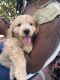Goldendoodle Puppies for sale in Miramar, FL, USA. price: $1,800