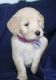 Goldendoodle Puppies for sale in Brooksville, FL 34601, USA. price: $1,500