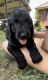 Goldendoodle Puppies for sale in Floresville, TX 78114, USA. price: NA