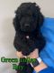Goldendoodle Puppies for sale in Shelbyville, TN 37160, USA. price: $700