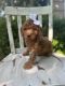 Goldendoodle Puppies for sale in Jefferson City, MO, USA. price: $1,000