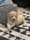 Goldendoodle Puppies for sale in Miami, FL 33157, USA. price: $900