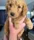 Goldendoodle Puppies for sale in Virginia Beach, VA, USA. price: $150,000
