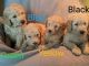Goldendoodle Puppies for sale in Buffalo, NY, USA. price: $1,200