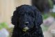 Goldendoodle Puppies for sale in International Falls, MN 56649, USA. price: $800