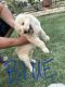 Goldendoodle Puppies for sale in Odessa, TX, USA. price: NA