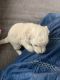 Goldendoodle Puppies for sale in Waxahachie, TX, USA. price: $500