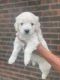 Goldendoodle Puppies for sale in Martinsville, IL 62442, USA. price: NA