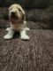 Goldendoodle Puppies for sale in Westland, MI, USA. price: NA