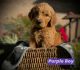 Goldendoodle Puppies for sale in Jacksonville, NC, USA. price: $1,800