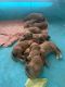 Goldendoodle Puppies for sale in Cypress, TX, USA. price: $1,200