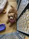 Goldendoodle Puppies for sale in Woodbridge Township, NJ, USA. price: NA