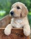 Goldendoodle Puppies for sale in Boaz, AL, USA. price: NA
