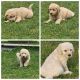 Goldendoodle Puppies for sale in Seneca Falls, NY 13148, USA. price: $700