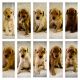 Goldendoodle Puppies for sale in Pryor, OK 74361, USA. price: NA