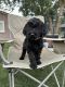 Goldendoodle Puppies for sale in Tucson, AZ, USA. price: $1,000