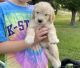 Goldendoodle Puppies for sale in Manhattan, KS, USA. price: $600
