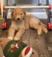 Goldendoodle Puppies for sale in Manhattan, KS, USA. price: $600