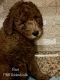 Goldendoodle Puppies for sale in Spring Hill, FL, USA. price: $2,000