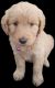 Goldendoodle Puppies for sale in Crescent City, FL 32112, USA. price: $495