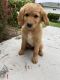 Goldendoodle Puppies for sale in San Diego, CA 92109, USA. price: $3,500