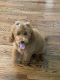 Goldendoodle Puppies for sale in Freeport, NY 11520, USA. price: NA